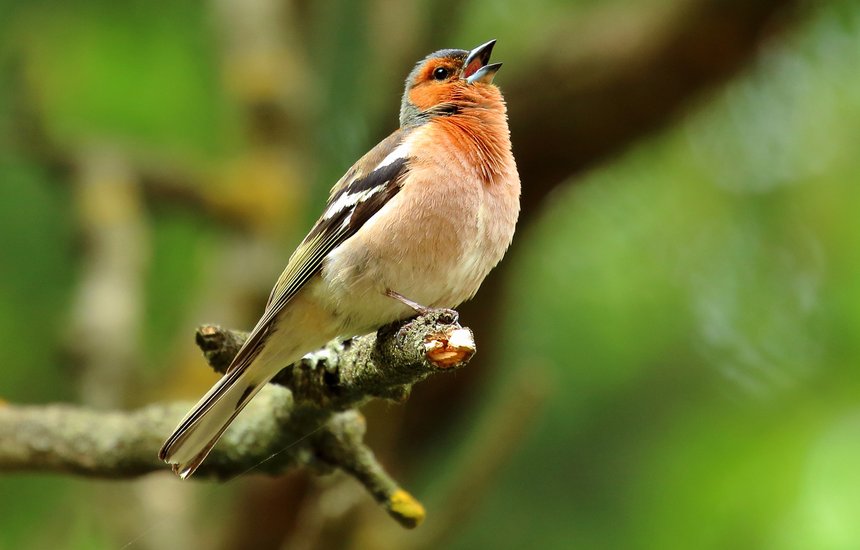 Зяблик. Как начать заниматься бердвотчингом