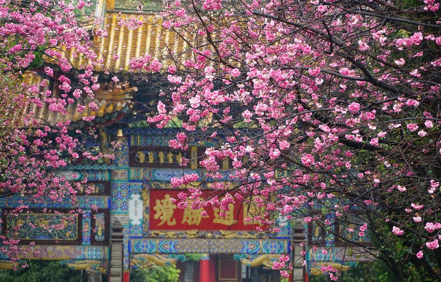 цветочный, сакура, цветение, природа, дерево, туризм, китайский храм, цветок, на открытом воздухе, весна, красивый, цветущий, храм Юаньтун, Китай, листья, фон, сезон, сад, Куньмин, пейзаж, парк;