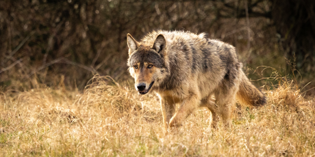 Ученые впервые сняли, как дикие волки крадут рыбу из речной ловушки