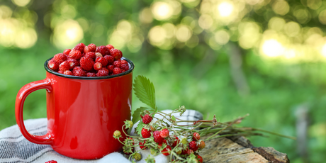 73 950 рублей — столько стоит трехлитровая банка сублимированной земляники в Шереметьево