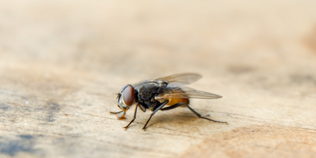 Ученые полностью воссоздали цифровую копию мозга мухи, которая сама принимает решения и управляет виртуальным телом