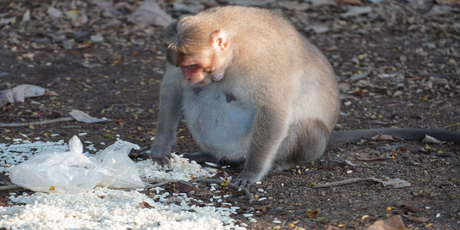 Обезьяны на Гибралтаре научились есть землю после вредной еды туристов, чтобы избежать раздражения кишечника
