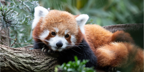 В китайском пятизвездочном отеле работают четыре красные панды