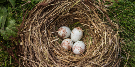 Ученые выяснили, зачем птицы собирают бычки от сигарет