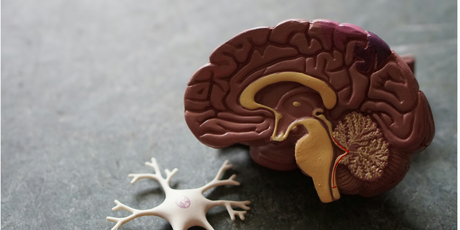 Исследование: недосып уменьшает объем мозга