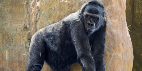 100 человек против 1 гориллы: в соцсетях спорят, кто победит в такой схватке