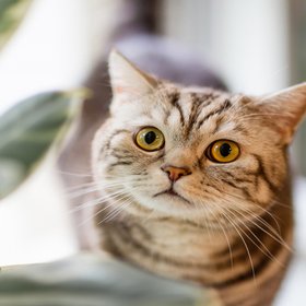 Во Вьетнаме спасли 400 украденных кошек, которых хотели продать на мясо