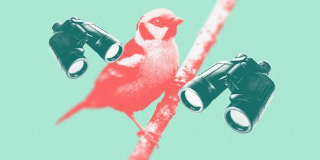 Что такое бёрдвотчинг и как наблюдение за птицами помогает справляться со стрессом