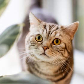 Исследование: кошки не привязываются к своим хозяевам и не нуждаются в них