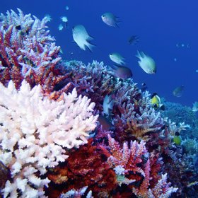 Земля прошла «точку невозврата» из-за гибели кораллов