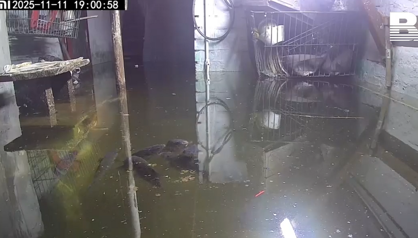 телеграм-канал "baza"