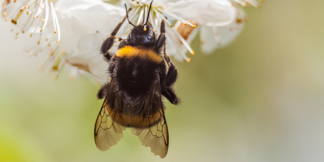 Королевы шмелей могут дышать под водой