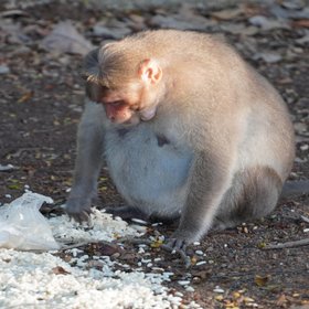 Обезьяны на Гибралтаре научились есть землю после вредной еды туристов, чтобы избежать раздражения кишечника