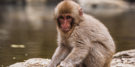 Ученые объяснили, почему детеныш макаки Панч так привязался к плюшевой обезьяне