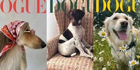 Журнал Vogue провел конкурс собак-моделей — в нем поучаствовали 56 тысяч питомцев