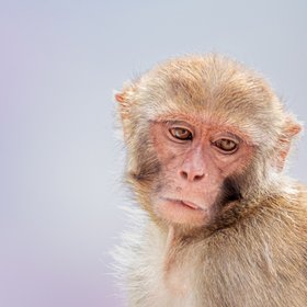 Детенышу макаки Панчу, которого бросила мать, подарили пожизненный запас плюшевых обезьян от IKEA для объятий