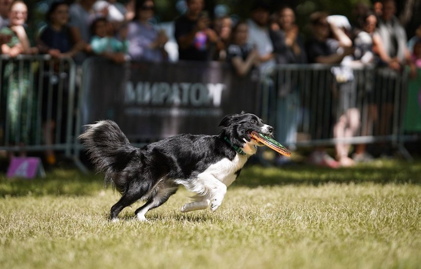 Фестиваль Petshop Days