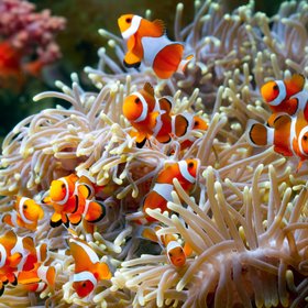 Рыбы-клоуны могут уменьшаться в размерах при повышении температуры