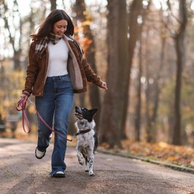 В России предложили ввести налог на выгул собак