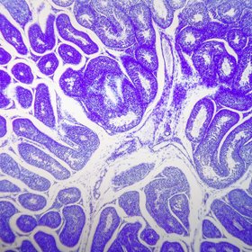 Китайские ученые изобрели инструмент для редактирования генов, с помощью которого можно будет вылечить неизлечимые болезни