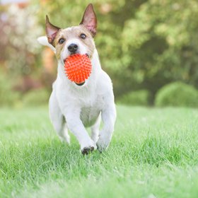 71-летняя владелица фермы из США обеспечила себе безбедную старость благодаря собачникам
