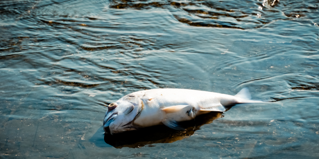 «Рыбу Судного дня» выбросило на побережье Австралии