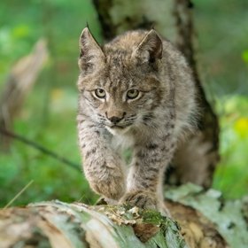 «Спасали всем селом»: в Забайкалье рысь забралась на столб
