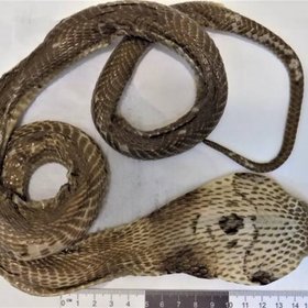 «Змеиное вино»: что это, зачем его делают и почему это лучше никогда не пробовать