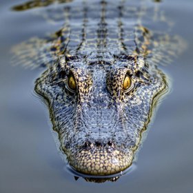 Таможенная служба изъяла две головы крокодила, которые россиянин пытался провезти в чемодане