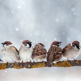 В феврале в России пересчитают воробьев