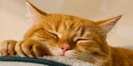 Вин Дизель, Скипидар, Релакс: ветеринары назвали самые необычные клички кошек в 2026 году