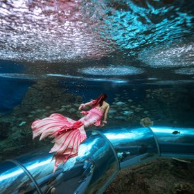 «Выполнить элемент и не задохнуться». Как устроена работа русалки в океанариуме