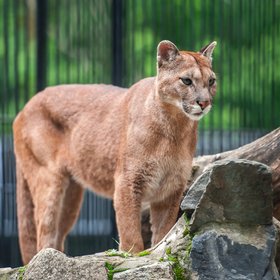 В Московский зоопарк прибыл самец пумы Геркулес, которого изъяли из городской квартиры